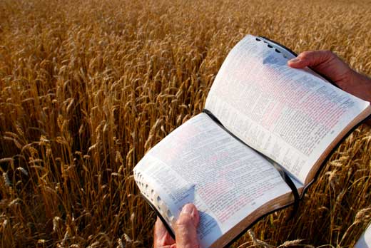 Seed, Word, Growth, Bible